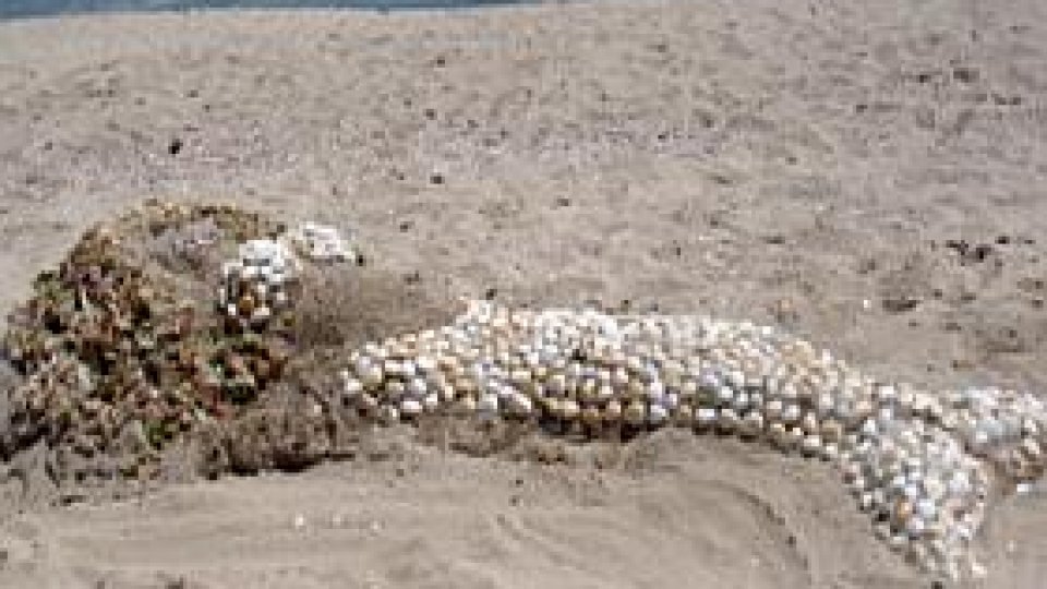 Un milion de dolari pentru o sirenă