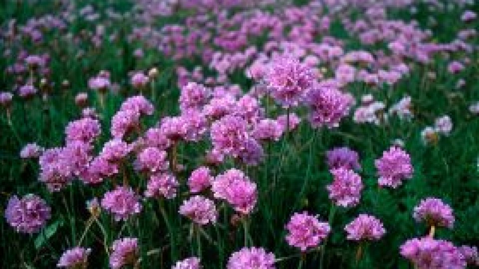 Carnavalul florilor la Oradea