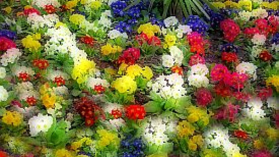 Executare silită la serele Oradea