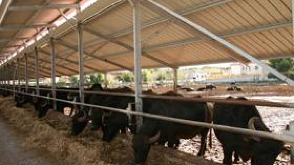 Care mai de care - 18 iulie 2009