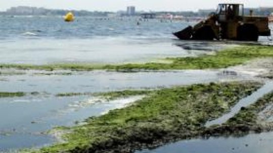 20.000 de tone de alge strânse de pe litoral