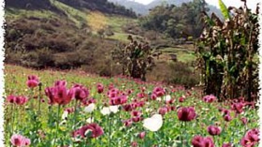 Producţia de opium scade în Afganistan