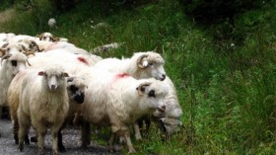 O meserie pe cale de dispariţie