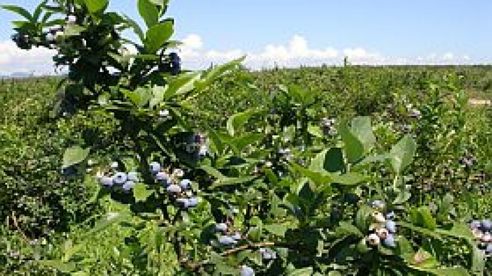 Afinele, cel mai bun ajutor în bolile digestive