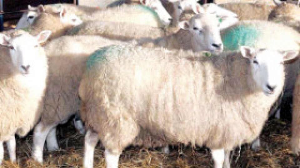 Brânza de oaie, lovită de criză