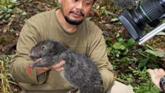 Şobolan gigant, descoperit în Papua Noua Guinee