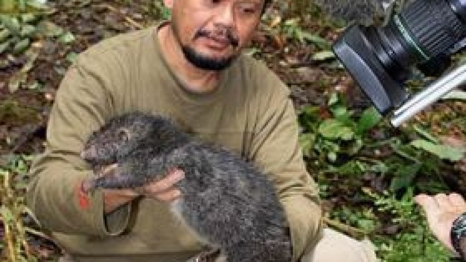 Şobolan gigant, descoperit în Papua Noua Guinee
