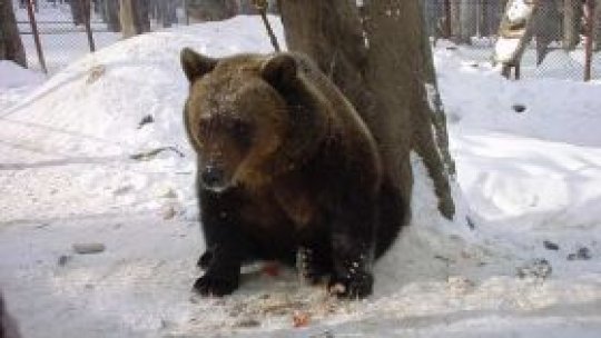 Baloo a împlinit 10 ani