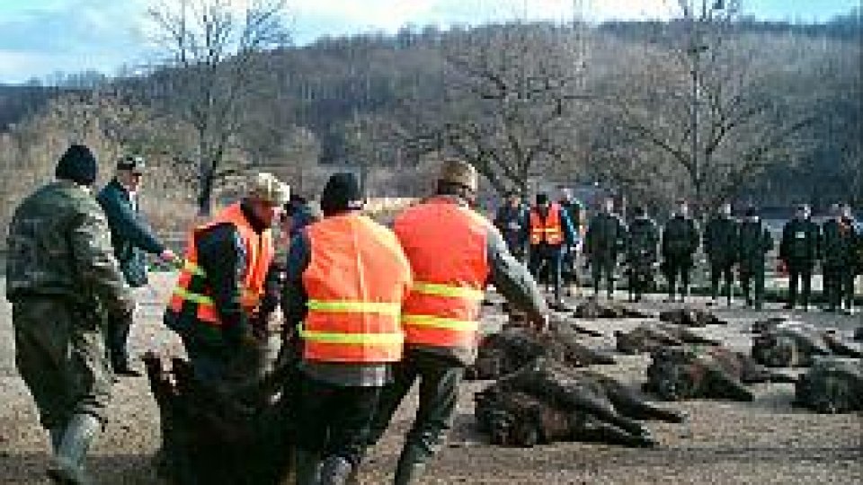 Mistreţi împuşcaţi la Balc, bolnavi de trichineloză