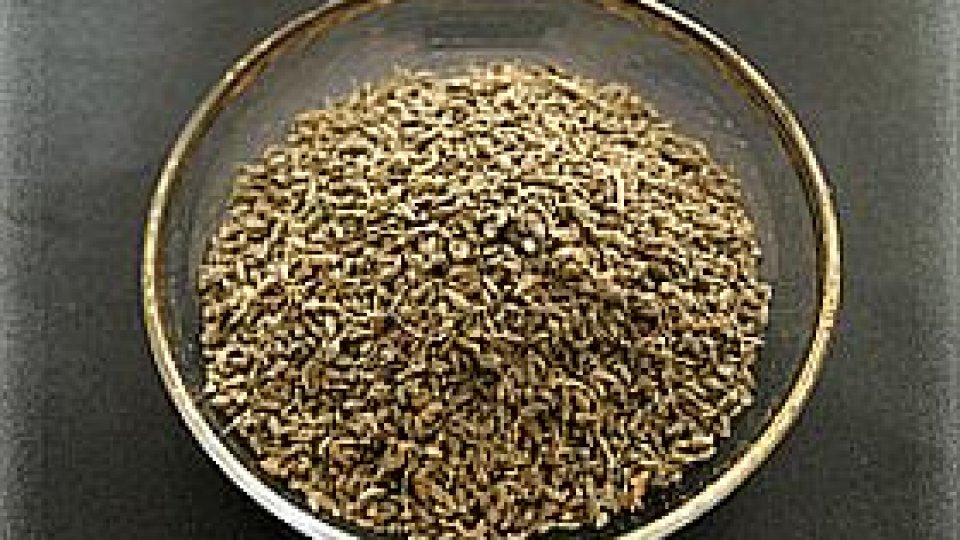 Anasonul mediteranean - vindecătorul stomacurilor pofticioase