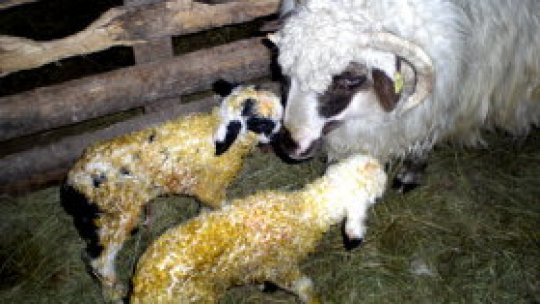 Primii miei din anul acesta