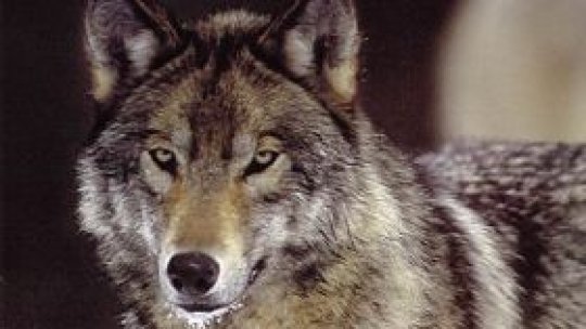 S-a dat startul la vânătoarea de lupi