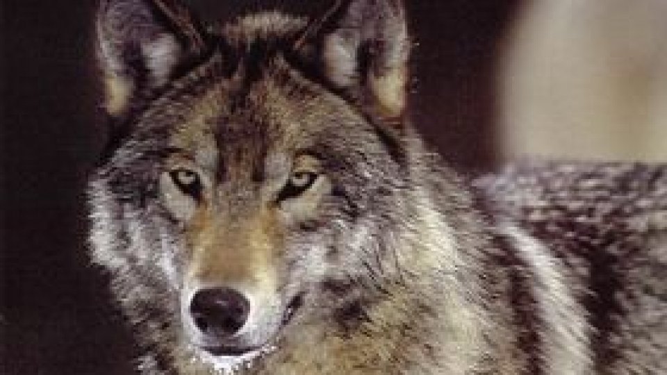 S-a dat startul la vânătoarea de lupi