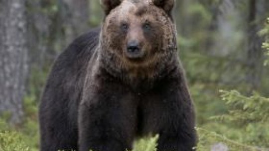 Protejarea ursului brun