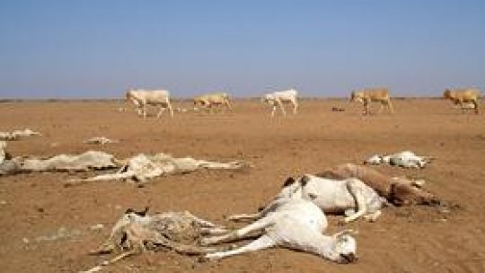 2010 – Anul Internațional al Biodiversității