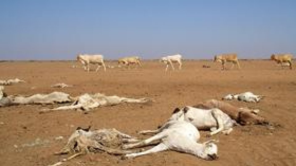 2010 – Anul Internațional al Biodiversității