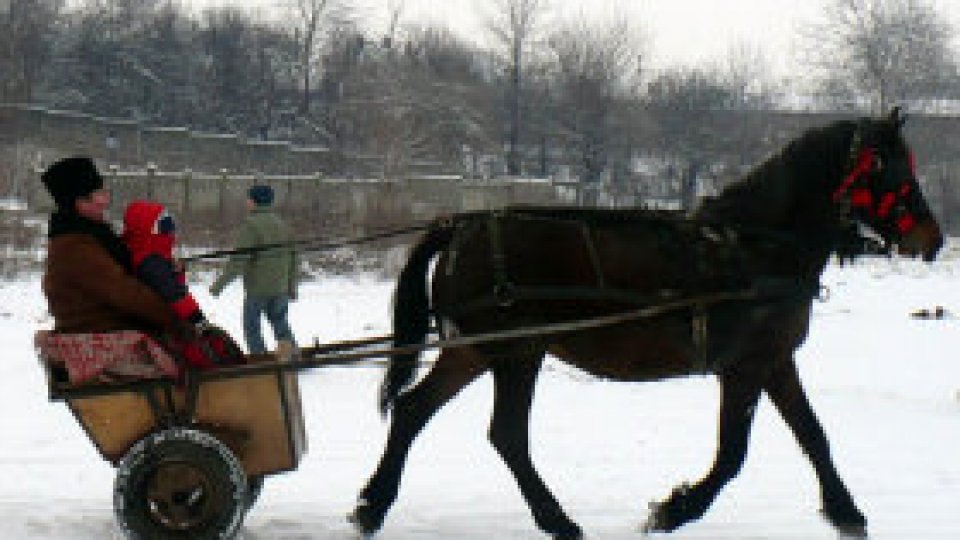 Botezul cailor din Băileşti