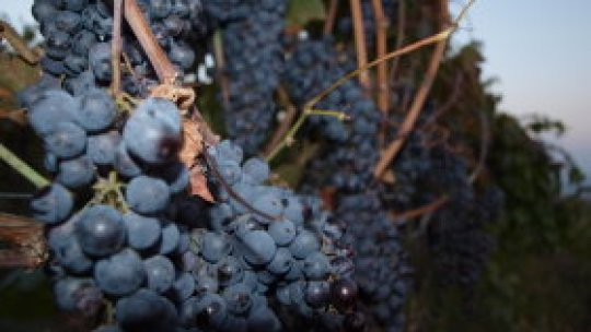 La pas prin podgorii