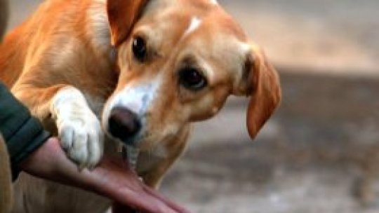 Autospecială pentru câini comunitari