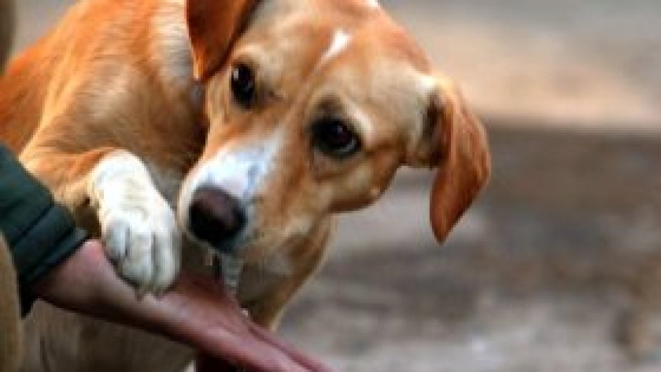 Autospecială pentru câini comunitari