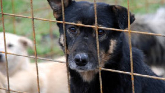 Piteştenii manifestă împotriva uciderii câinilor