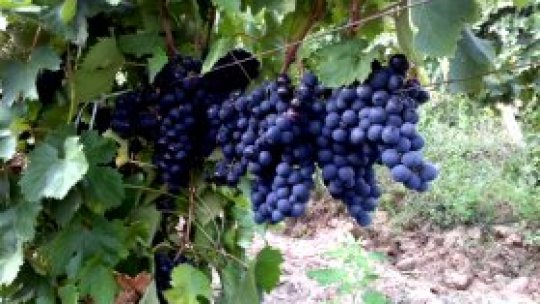 "Sărbătoarea Recoltei pe Valea Argeşului"