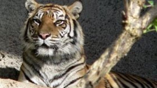 Animalele de la Zoo Slatina, mutate