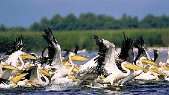Migraţia păsărilor din Delta Dunării