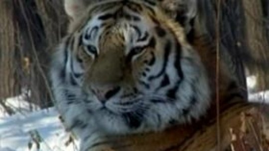 Tigrii "riscă să dispară până în 2022"