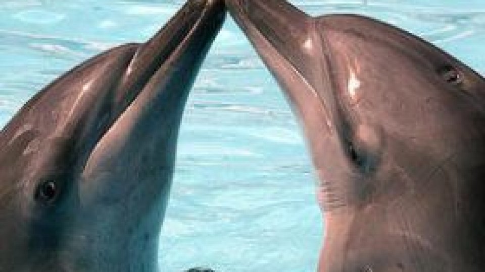 72 de delfini găsiţi morţi pe plajele Mării Negre