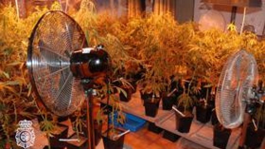 Spania: Marijuana contra crizei