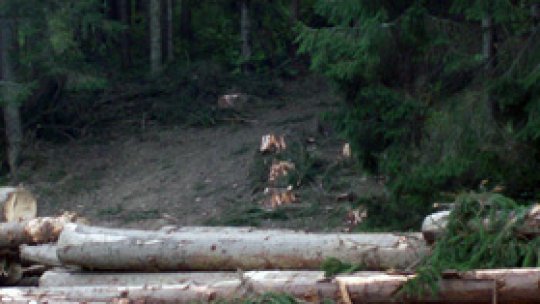 Împăduriri pe 900 de hectare în judeţul Olt