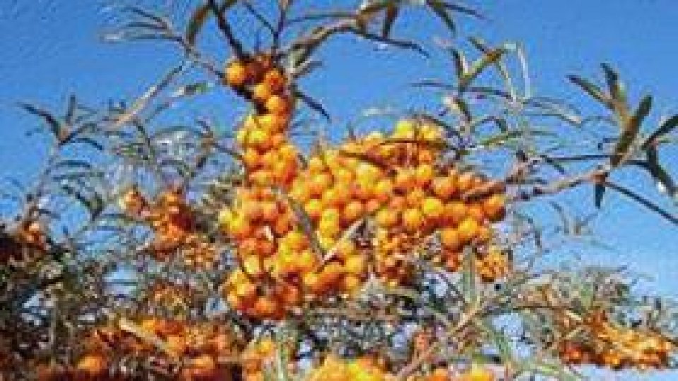 Ajută-te cu ce poţi!