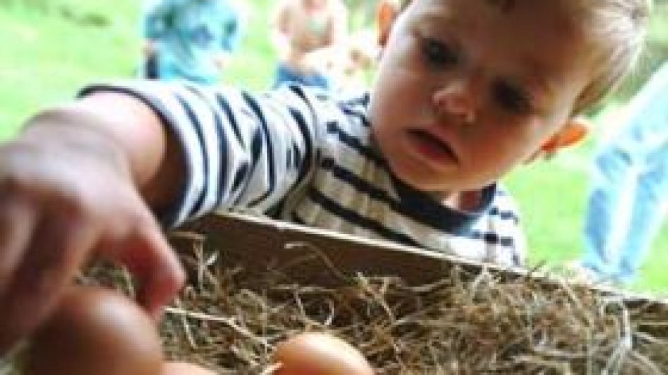 Păreri despre găini