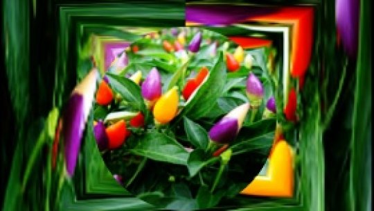 Iutimea Sa...Rosu Imparat