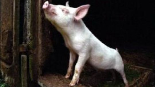 Porcul, in centrul atenţiei