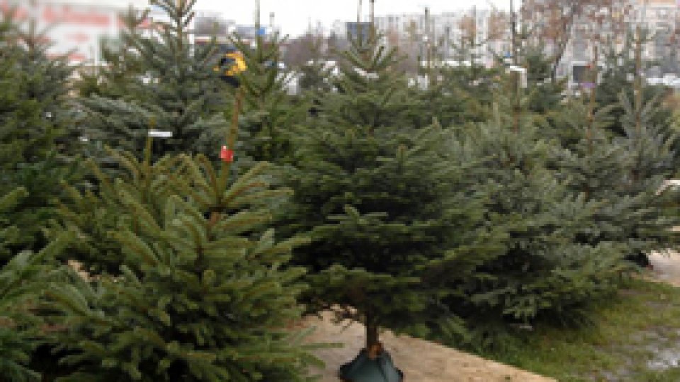 A început febra brazilor de Crăciun