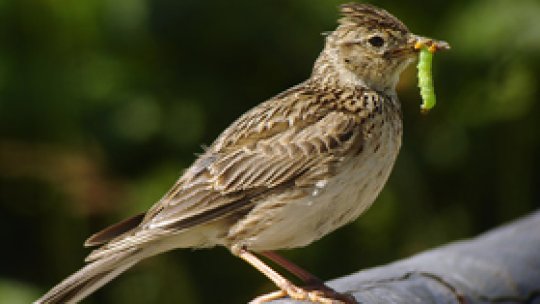 Fauna din România, "de vânzare"