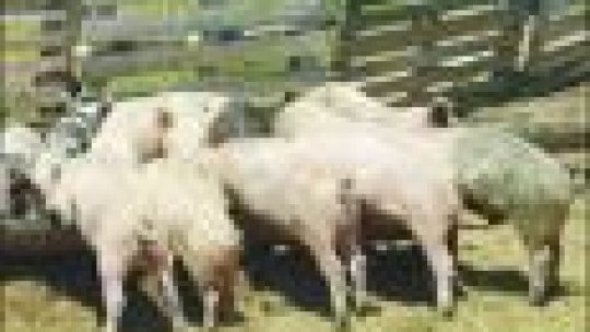 Târguri neautorizate în Teleorman