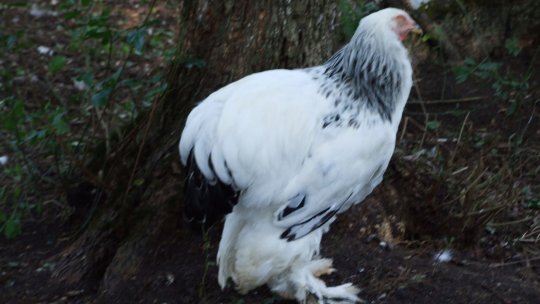 Expoziţia păsărilor de rasă în judeţul Argeş