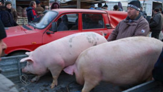 Carne de porc, la jumătate de preţ faţă de 2009