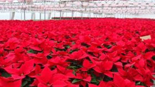 Zeci de mii de stele ale Crăciunului au răsărit la Arad