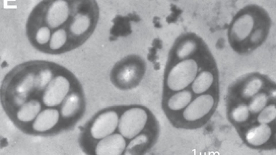 NASA anunţă descoperirea unei bacterii ce foloseşte arsenic