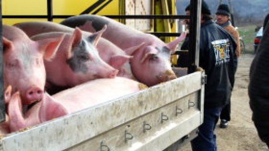 Românii au interzis la carne de porc din Serbia 