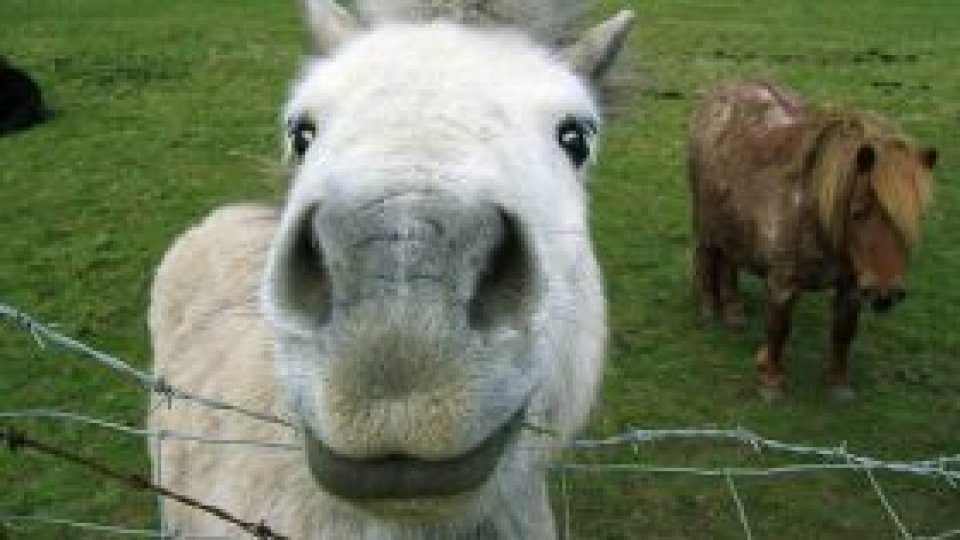 Ferma de ponei părăsită