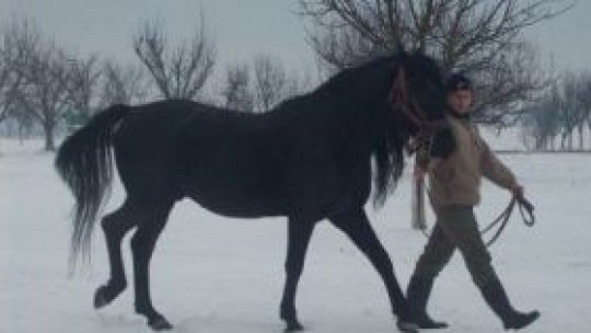 Herghelia Beclean în programul european "Leonardo da Vinci"