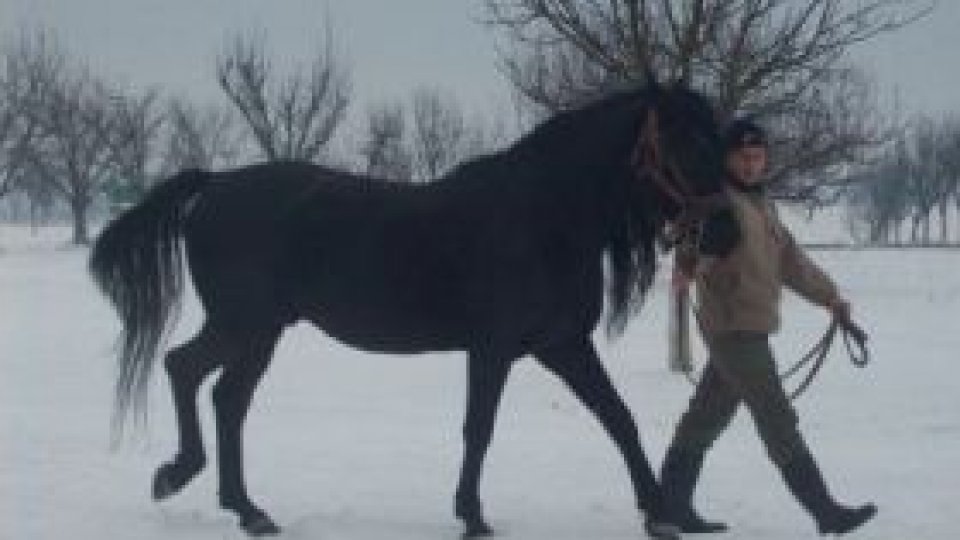 Herghelia Beclean în programul european "Leonardo da Vinci"