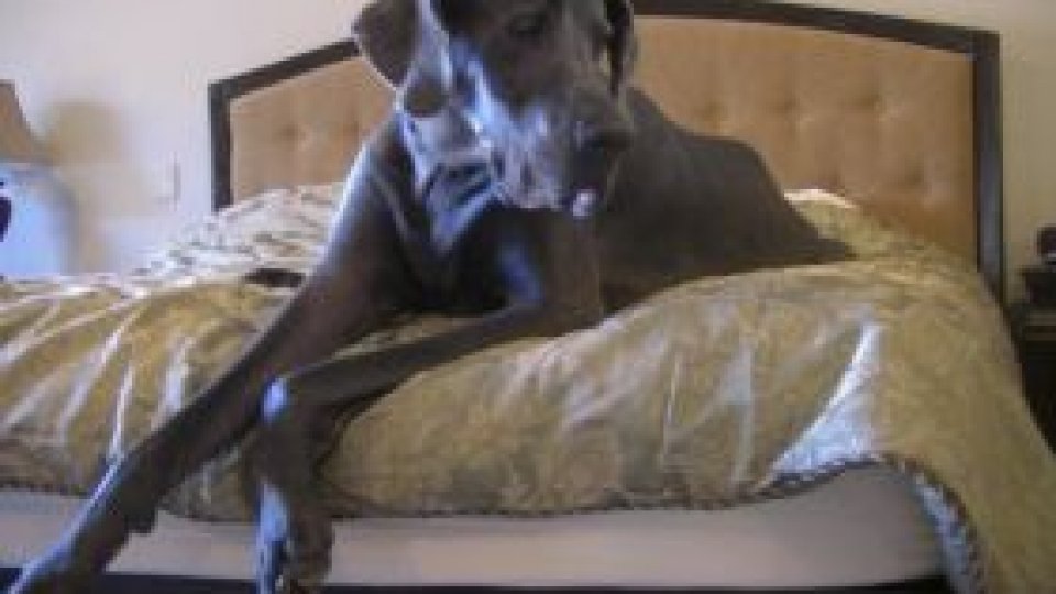 "Gigantul George" intră în Cartea Recordurilor