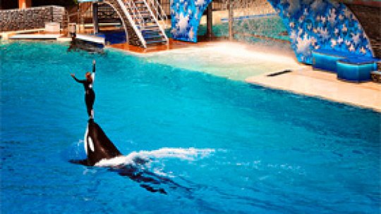 Dresoare "ucisă de o balenă"