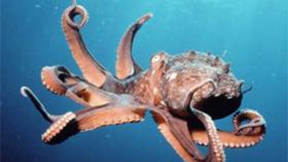 8 tentacule la o caracatiță